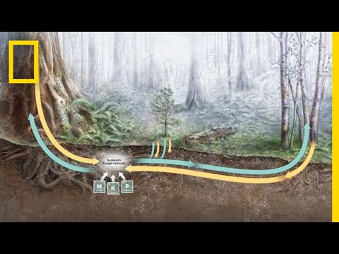 How Trees Secretly Talk to Each Other in the Forest | Decoder