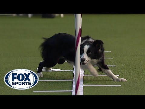 Best of the Agility competition from the 2020 Westminster Kennel Club Dog show | FOX SPORTS