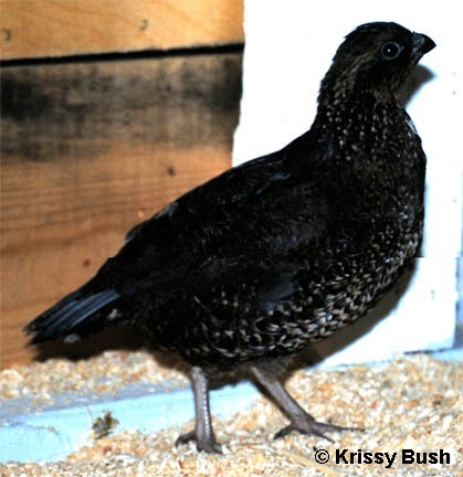 ainawgsd:
“Melanistic birds part 2, fowl
Sorry for the images of the dressed chickens, but I figured since they’re not so different from what you see in the grocery store (other than the legs and lack of shrink wrap) they wouldn’t be too offensive....