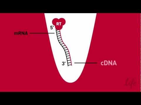 Simplified RT -- Reverse Transcription Animation