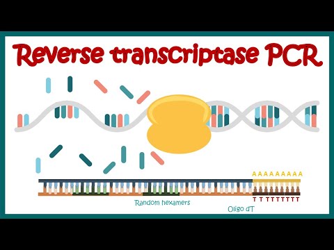 Reverse Transcriptase PCR (RT PCR)