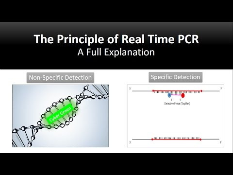 The principle of Real Time PCR, Reverse Transcription, quantitative rt-PCR