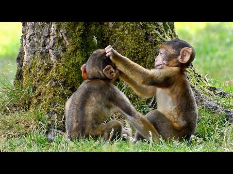 Funny Monkey babies - Playing like Little imps!