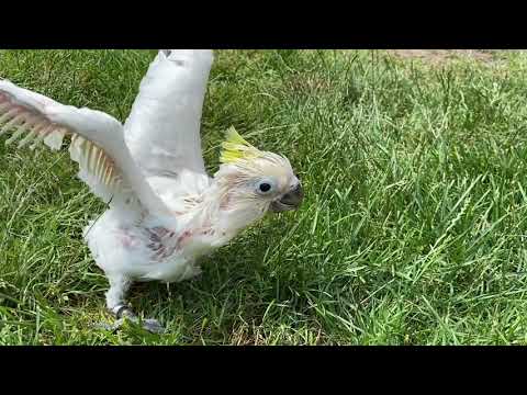 малыш попугай Чарли - смелый попугай )   Funny Parrots. baby parrot Charlie is a brave parrot