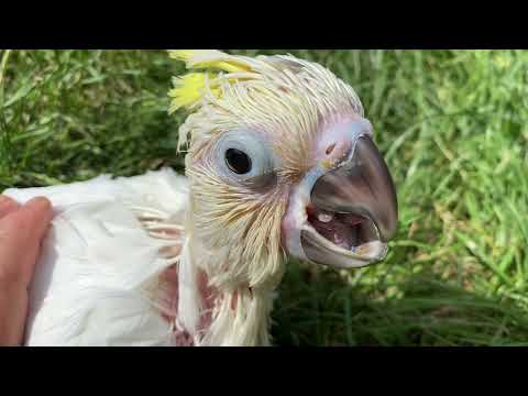 птенец попугай Чарли знакомится с собаками )  Funny Parrots. chick parrot Charlie meets the dogs