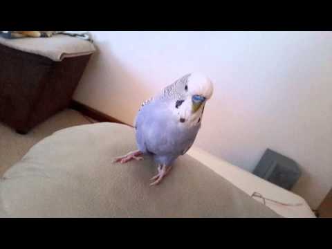 Best talking Budgie (Charlie)