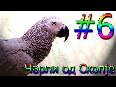 Чарли од Скопје / Charli od Skopje #6 [Charlie: African Grey Talking Parrot]