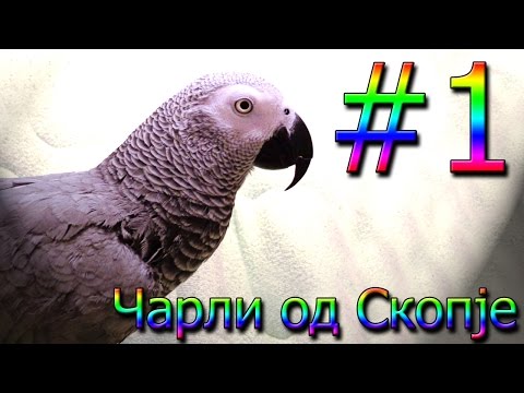 Чарли од Скопје / Charli od Skopje #1 [Charlie: African Grey Talking Parrot]