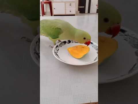 parrot eating mango|Charlie Parrot| #mangolove#kingoffruit