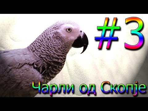 Чарли од Скопје / Charli od Skopje #3 [Charlie: African Grey Talking Parrot]