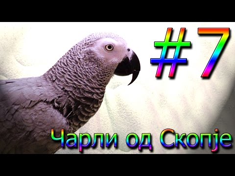 Чарли од Скопје / Charli od Skopje #7 [Charlie: African Grey Talking Parrot]