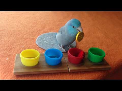 Charlie the Parrotlet Practices Color Sorting