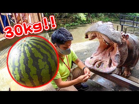 カバのジャンボスイカ2021 Hippo eat huge watermelon