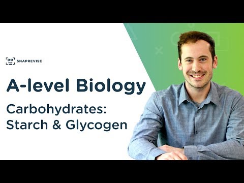 Carbohydrates: Starch and Glycogen | A-level Biology | OCR, AQA, Edexcel