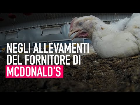 VIDEO CHOC negli allevamenti del fornitore di McDonald's!