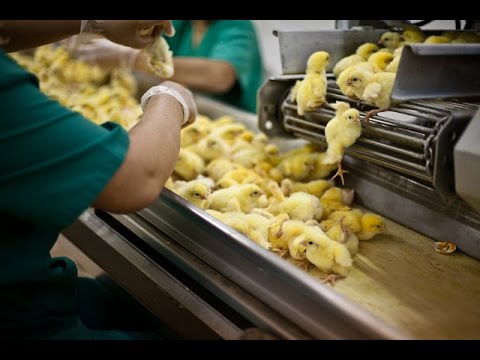 Indagine sulla crudeltà degli incubatoi industriali di pollo