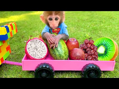 Baby monkey Bon Bon and puppy harvest fruit in the farm