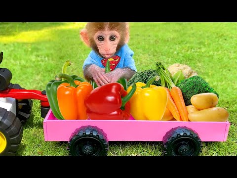 Baby monkey Bon Bon eats mini cake and harvests vegetables in the garden to feed rabbit