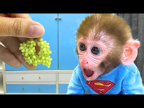 Baby Monkey Bon Bon Eats Mini Fruit and playing with the puppy and baby rabbit