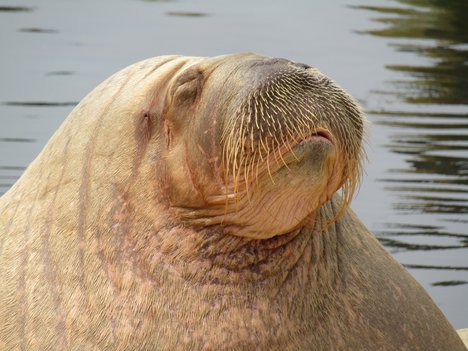 The walrus is a large flippered marine mammal with a discontinuous distribution about the North Pole in the Arctic Ocean and subarctic seas of the Northern Hemisphere, July 28, 2021.