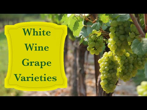 Chardonnay | Riesling | Sauvignon Blanc | Chenin Blanc | 4 Popular White Grape Varieties