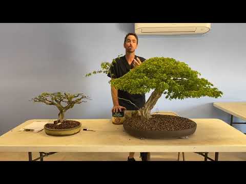 Mike Lane's FB Live Demo on Brazilian Raintree with Q & A on Tropical Bonsai