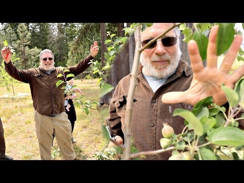 Don't Prune Fruit Trees Until You Watch This - Raintree