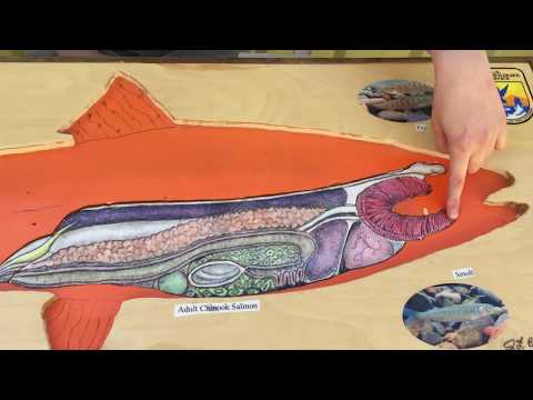 Salmon Anatomy Part 2: Internal Anatomy