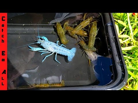 1 in MILLION BLUE LOBSTER CAUGHT in STORM DRAIN!