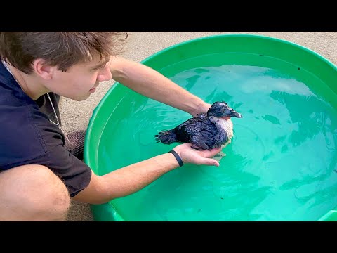 TEACHING PARALYZED BABY DUCK HOW TO SWIM !