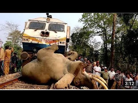 live train accident - rajdhani express hits animal to death - indian railways