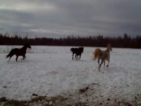 Judith Schulz, my horses Jabez, Azrael and Farraday