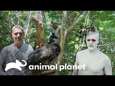 As melhores aventuras do Frank no México | Wild Frank | Animal Planet Brasil