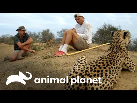 Frank  y Darran se rodean de guepardos y leones | Wild Frank vs Darran | Animal Planet