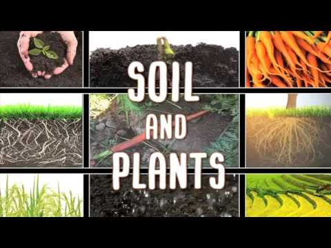 All About soil