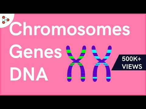 Genetics Basics | Chromosomes, Genes, DNA | Don't Memorise