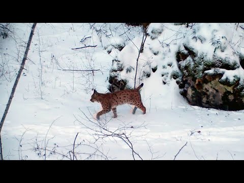 Isère : sur les traces du lynx en Chartreuse