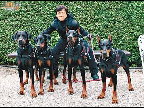 Thrilling dog attack faced by Jackie Chan