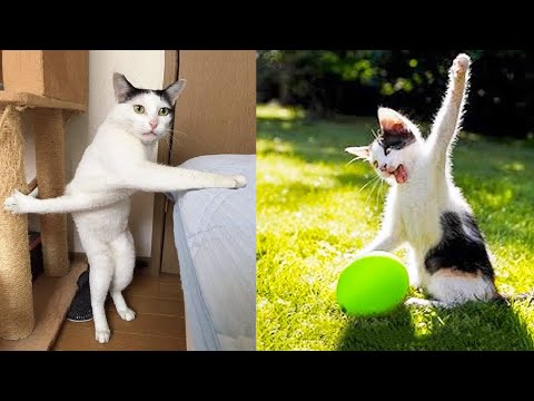 Funniest Animals - Best Of The 2021 Funny Animal Videos #44