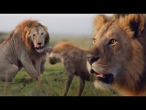 ONE HOUR of Amazing Animal Moments | BBC Earth