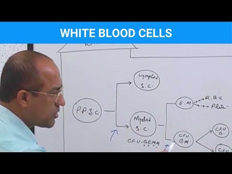 Leukocytes - White Blood Cells - Immune System