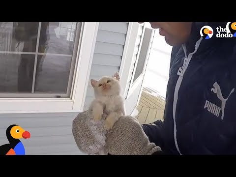 Kitten Frozen Solid Brought Back To Life by Family | The Dodo