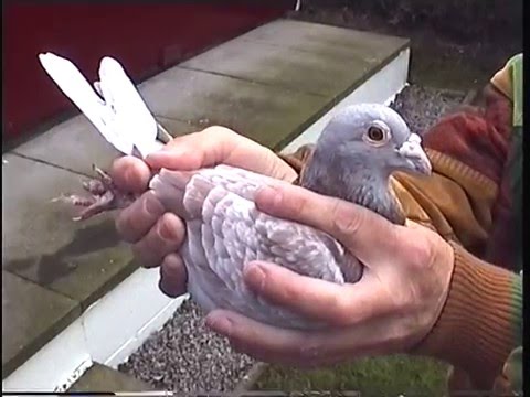 Video 140: Bill Jamieson of Annan: Premier Pigeon Racer