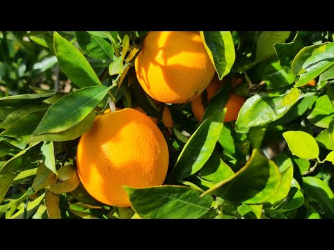 Harvesting Oranges: Valencia, Navel & blood orange