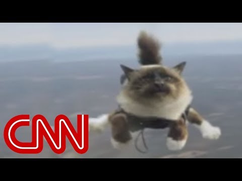 Skydiving cats cause uproar