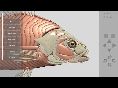 3D Fish Anatomy for Desktop