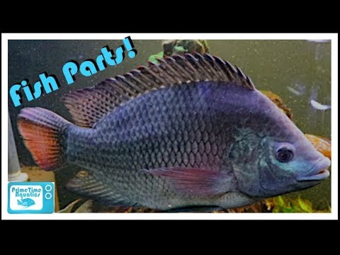 A Quick Lesson on External Fish Anatomy