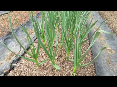 Template-Planted Garlic—This Agrarian Life Episode #1