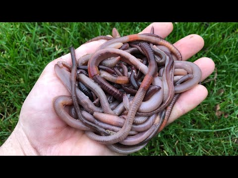 How to catch Earthworms for fishing - No tools needed!!