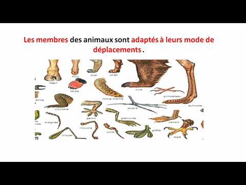 les déplacements des animaux